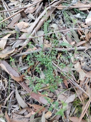 Xanthosia pilosa