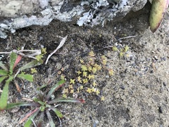 Crassula moschata