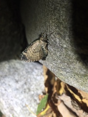 Chloroclysta siterata