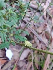 Xanthosia pilosa