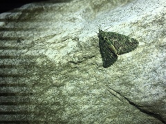 Chloroclysta siterata