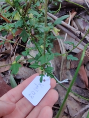 Xanthosia pilosa