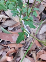 Xanthosia pilosa