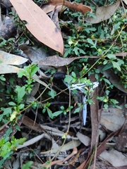 Xanthosia pilosa