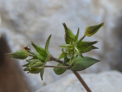 Arenaria leptoclados