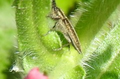 Agapanthia suturalis