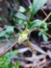 Xanthosia pilosa