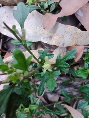 Xanthosia pilosa