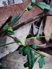 Xanthosia pilosa