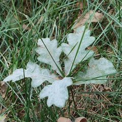 Erysiphe alphitoides
