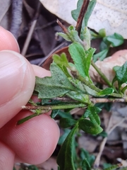 Xanthosia pilosa