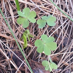 Oxalis perennans