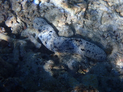 Holothuria atra