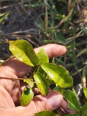 Grewia inaequilatera