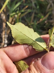 Grewia inaequilatera