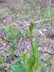 Goodenia decurrens