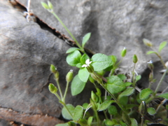 Arenaria muralis