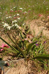 Wachendorfia multiflora