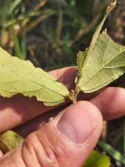 Grewia inaequilatera