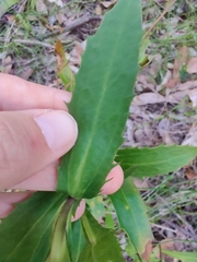 Goodenia decurrens