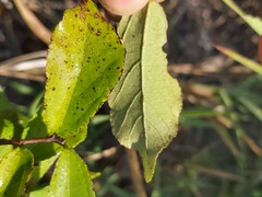 Grewia inaequilatera