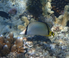 Chaetodon vagabundus