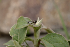 Cicadellidae