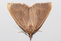 Xanthorhoe occulta