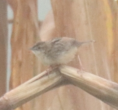 Cisticola
