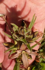 Wachendorfia multiflora