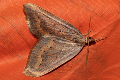 Xanthorhoe occulta
