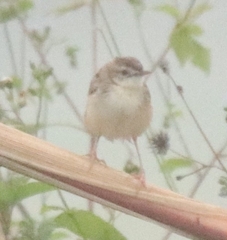 Cisticola