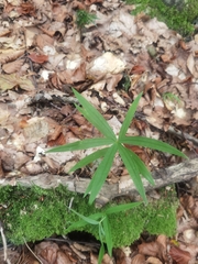 Polygonatum verticillatum