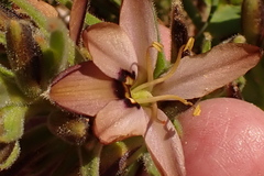 Wachendorfia multiflora