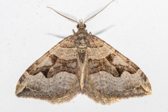 Xanthorhoe semifissata