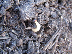 Plodia interpunctella