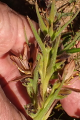 Wachendorfia multiflora