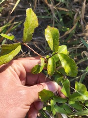 Grewia inaequilatera