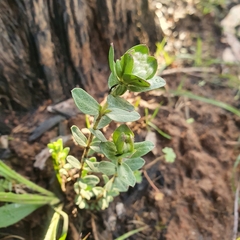 Pimelea humilis