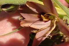 Wachendorfia multiflora