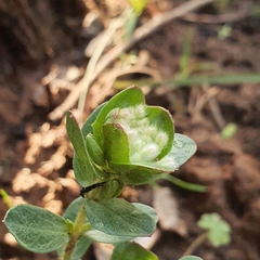 Pimelea humilis
