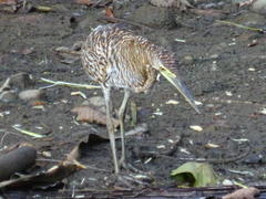 Tigrisoma mexicanum