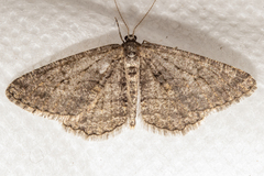 Zermizinga indocilisaria