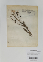 Cynoglossum officinale