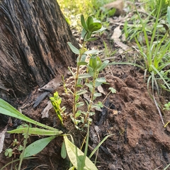 Pimelea humilis