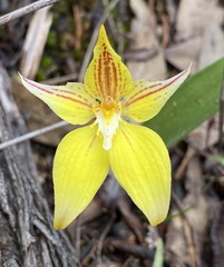 Caladenia flava flava
