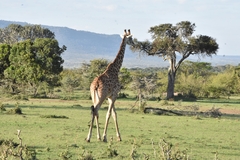 Giraffa camelopardalis tippelskirchi