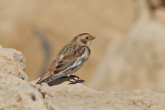 Plectrophenax nivalis