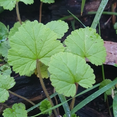 Pelargonium inodorum