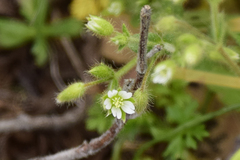 Cerastium brachypetalum